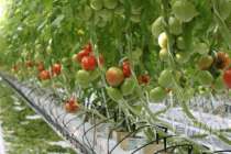 Около 40 тонн зараженных томатов пытались ввести в Нижегородскую область